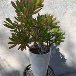 Gollum Jade Plant 