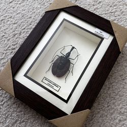 Violin Beetle Museum Quality Rare