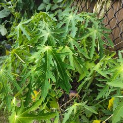 Papaya Plants 