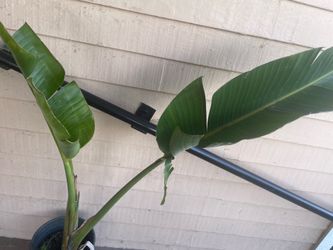 Strelitzia nicolai Ragel Or white  bird - paradise tree
