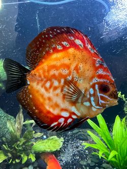 Discus Decoration