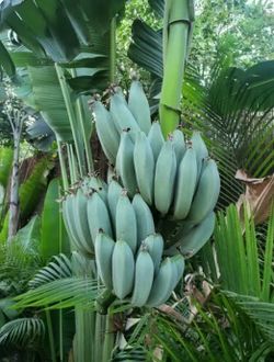 Blue Java - ice cream banana tree for sale!!!