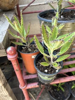 Kalanchoe-mala Madre Plant