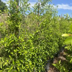 15 Gallon Ficus Nitida Privacy 