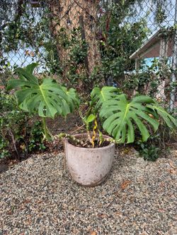 Monstera with pot