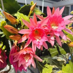 Pink Epiphyllum/cactus Orchid Plant In Bloom - Big Plant In 5 Gallon Pot