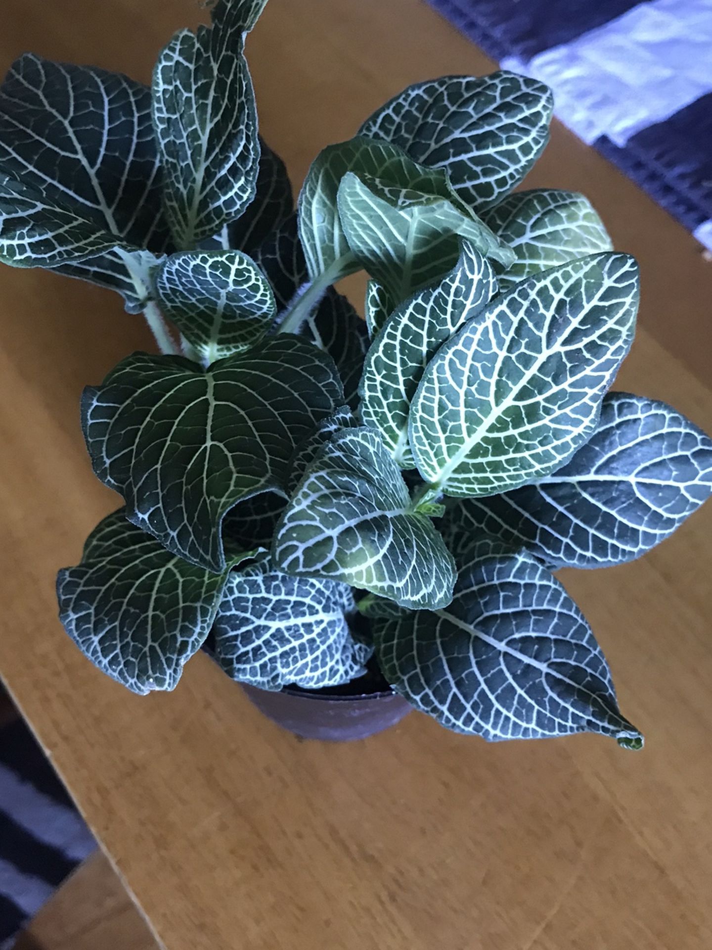 Fittonia Plant