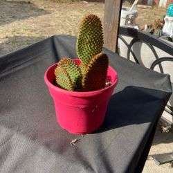Cactus Plant 