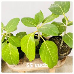 Plants (6”pot🌿Ficus Audrey $5 each)