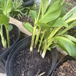 Cannas Lily’s 
