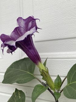 Planta De Trompeta De Angel Flor Doble Morada, En Maceta De 2 Gallones Pick Up Only