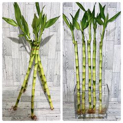 24" Tall Total Lucky Bamboo (5 Stems For 25$)