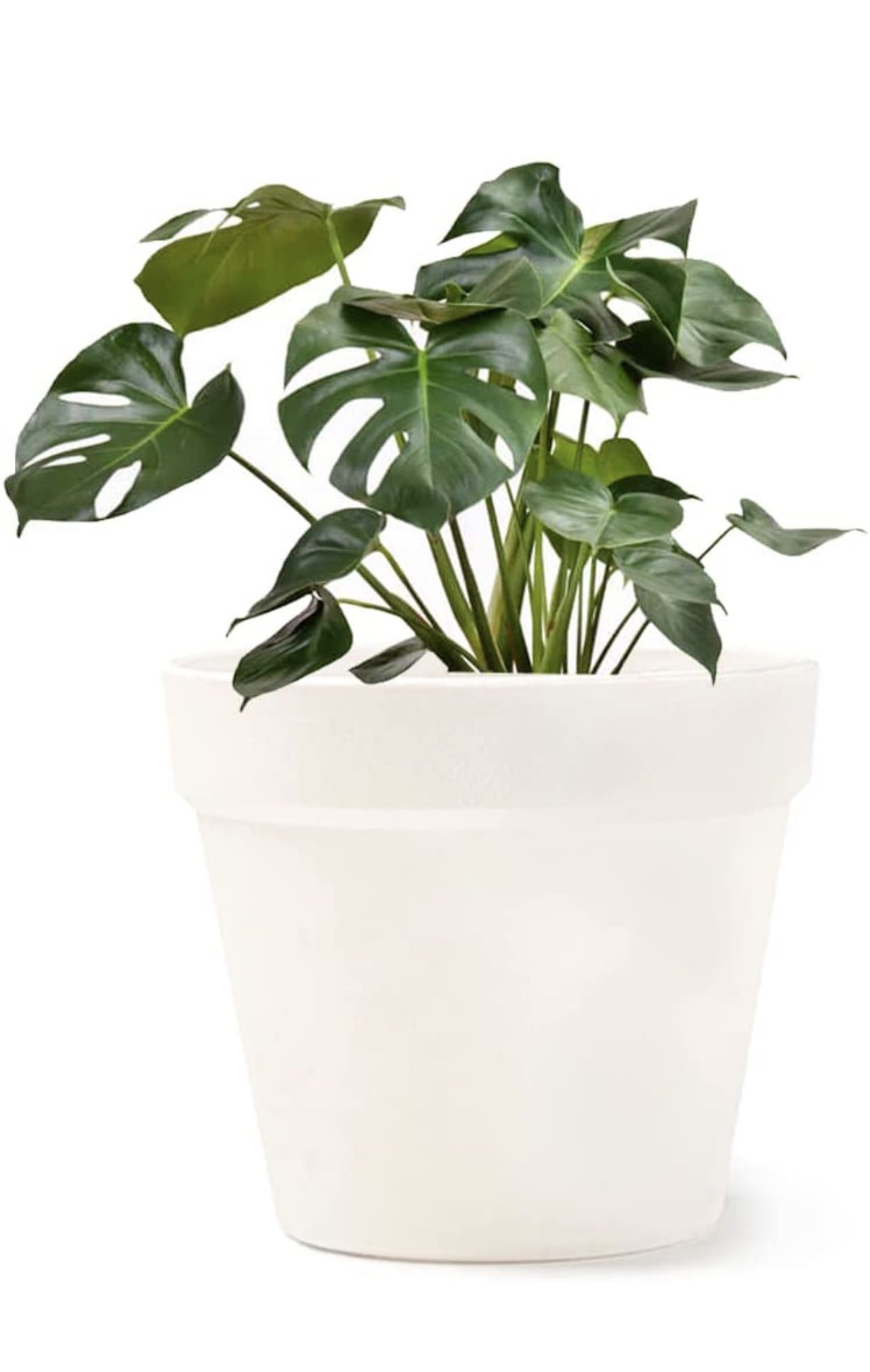 Plant Flower Pot 2pack (6inch) White