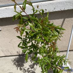 Red Ruby Pomegranate Fruit Tree Plant