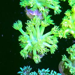 Highlighter Goniopora 