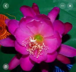 Epiphyllum Morocco