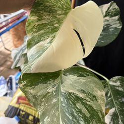 VARIEGATED MONSTERA ALBO 1 NODE CUTTING PLANTS 🌱