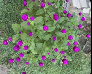 Beautiful Purple Gomphrena globosa !!!!