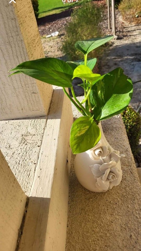 🌿Pothos plant With Vase - Homedecor/Indoor/Outdoor | Golden Pothos | Easy To Care