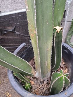 Mexican Fence Cactus