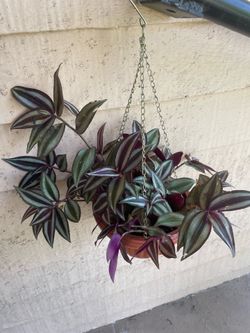 Tradescantia Zebrina Hanging Plant