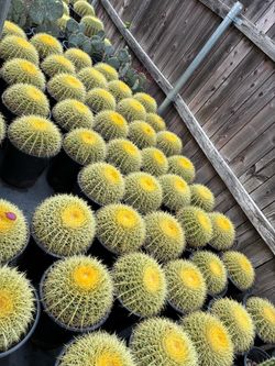Golden barrel cactus in 5 gallon pots $35 each