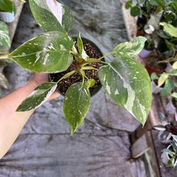 6” White Princess Philodendron