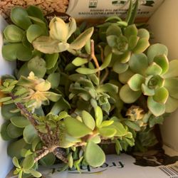 12 Different Succulent Cuttings ALL for $5