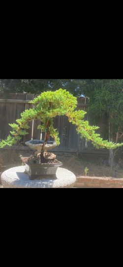 Bonzo Miyagi style Japanese garden Juniper $180 bonsai  Miyagi style Japanese garden Juniper $180