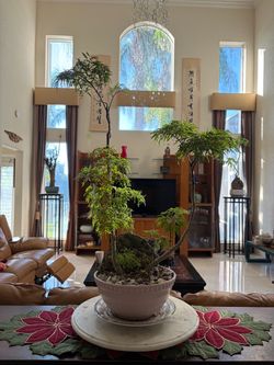 Tropical plant bonsai
