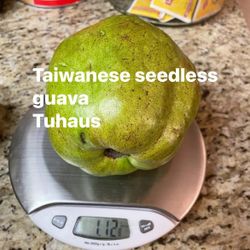 Taiwanese Seedless Guava Fruit Tree 