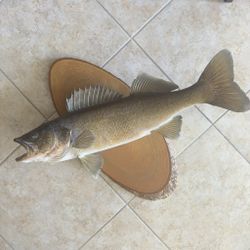 Fish Taxidermy Excellent Vintage 