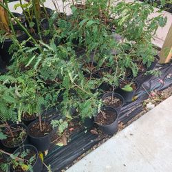 Tamarindo 1 Gallones 