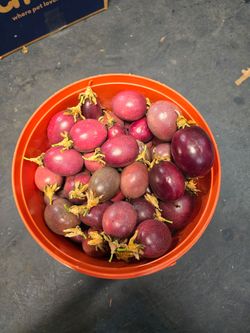 Pasión fruit, Maracuya