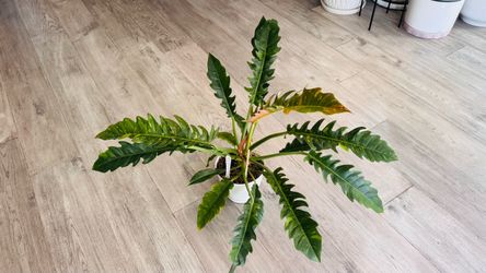 Philodendron Ring of Fire with Planter — $50 OBO