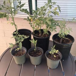 Tomatoes Plants