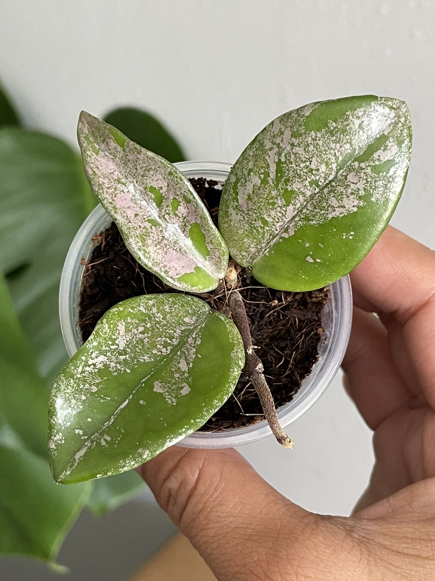Hoya Carnosa Wilbur Graves