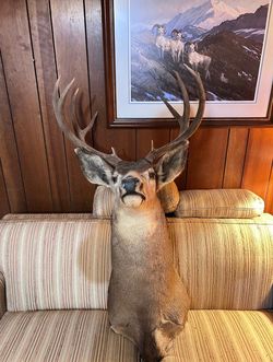 Mounted 8 Point Buck Deer Taxidermy Wall Mount Rustic Cabin Decor