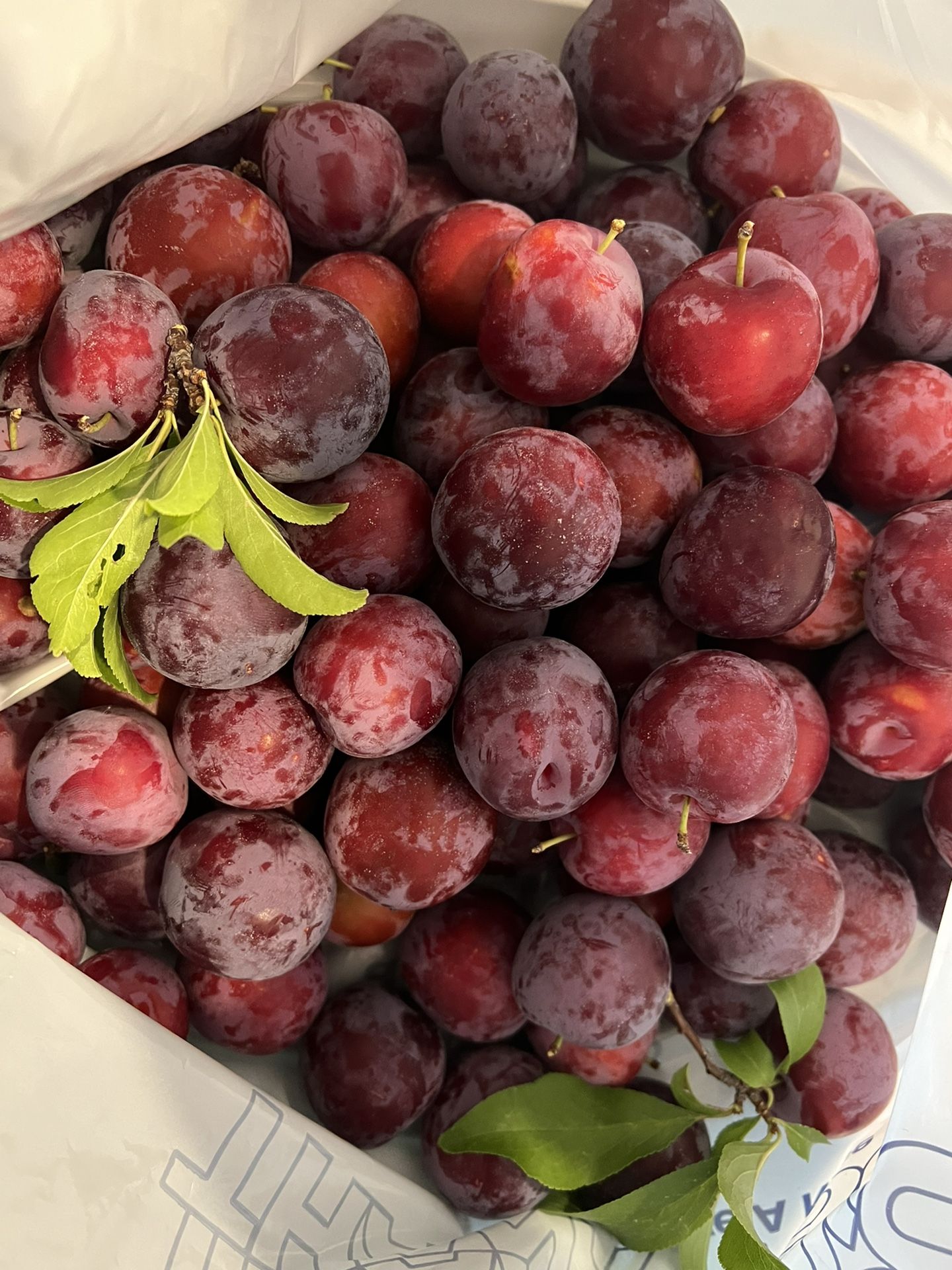 Fresh plums