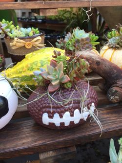 Succulents arrangements