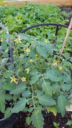 organic sweet cherry tomato plants