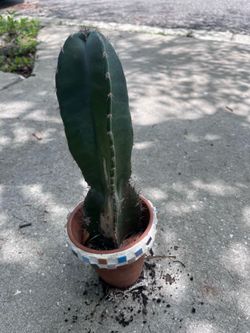 Cactus plant