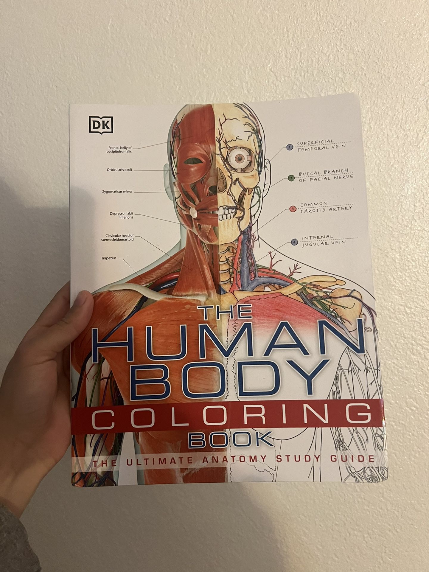 The Human Body Coloring Book: The Ultimate Anatomy Study Guide (DK Human Body Guides)