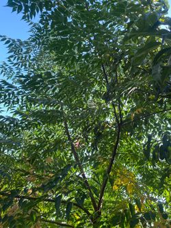 SHADE TREES SUPER FAST GROW