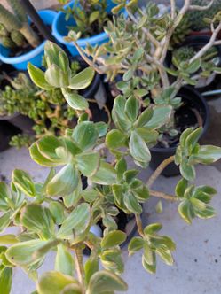 Jade