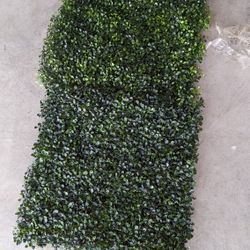 Boxwood Wall Grass, 50pcs