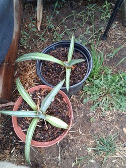 Agaves