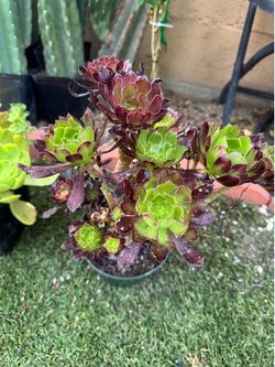 Purple Aeonium