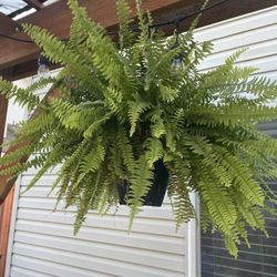 2 Real Beautiful  Ferns 