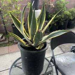 AGAVE POTTED PLANT